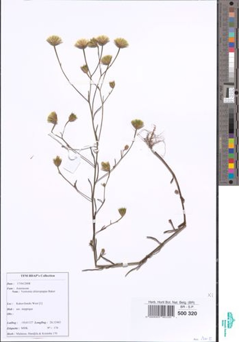Crystallopollen chloropappum photo 3