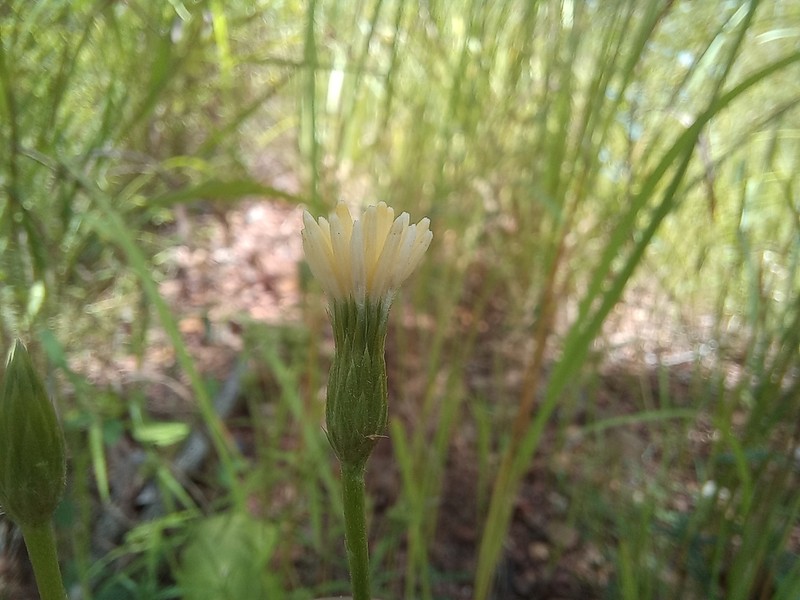 Crystallopollen jelfiae