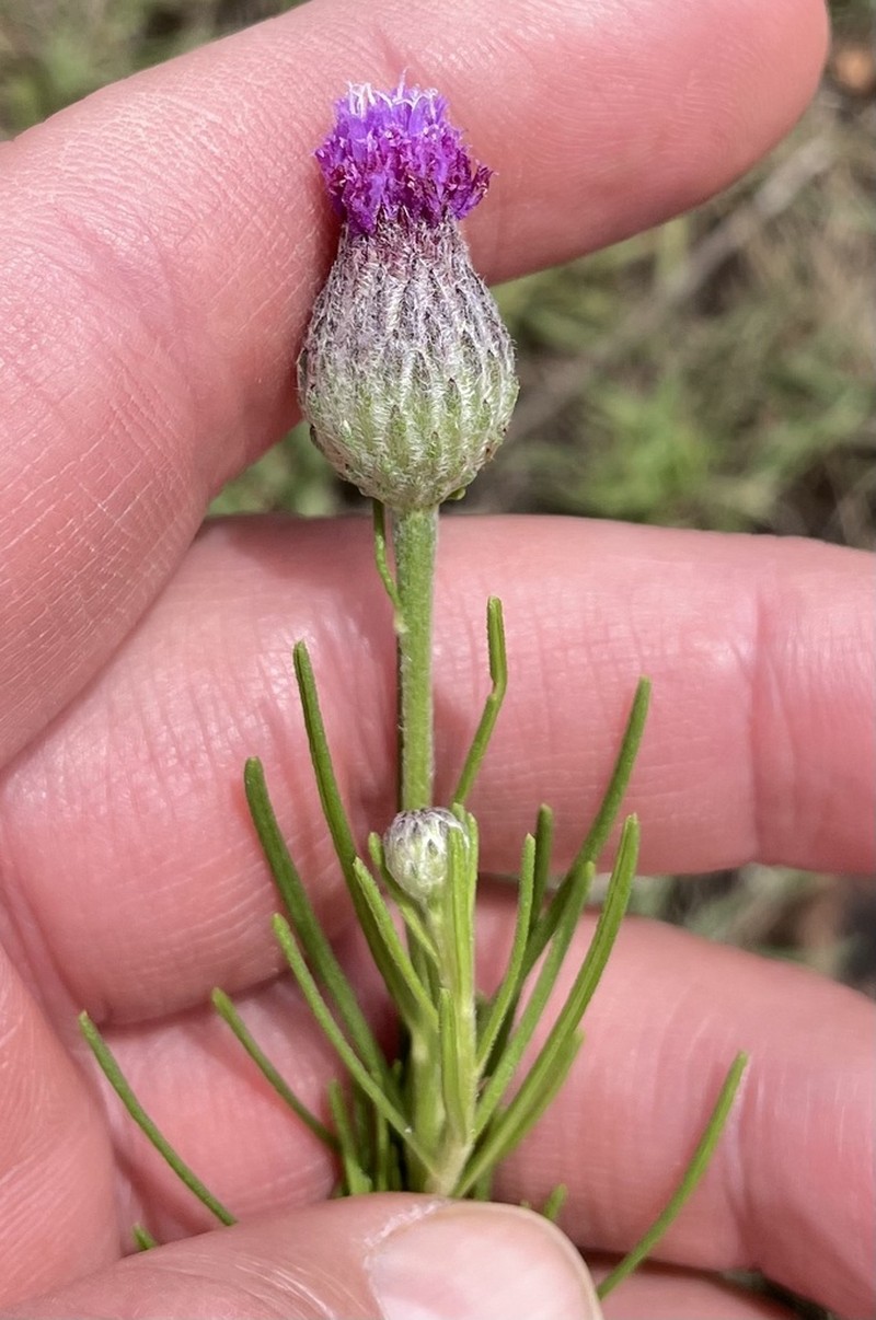 Crystallopollen serratuloides