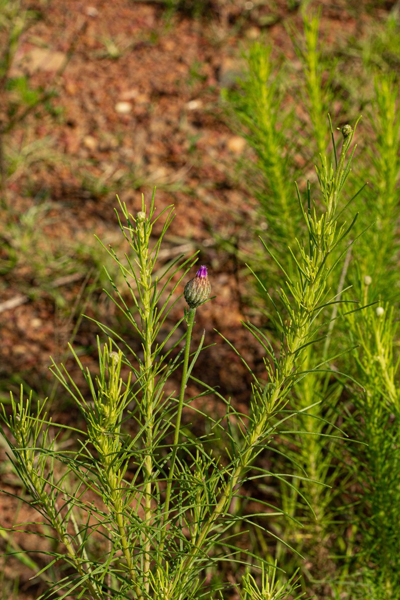 Crystallopollen serratuloides photo 2