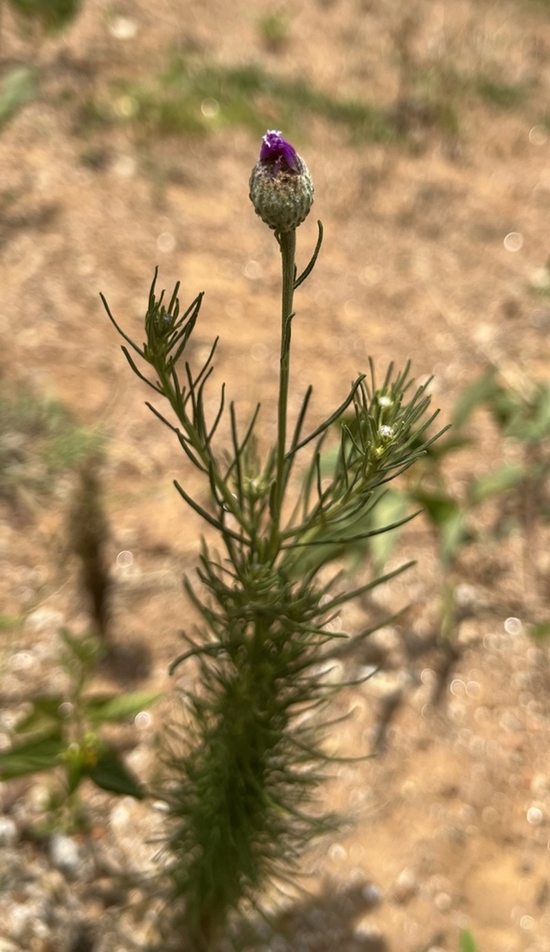 Crystallopollen serratuloides photo 3