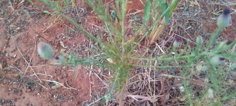 Crystallopollen serratuloides photo 4