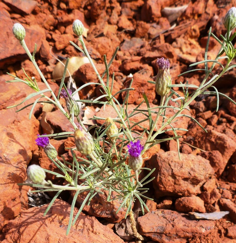 Crystallopollen serratuloides photo 5