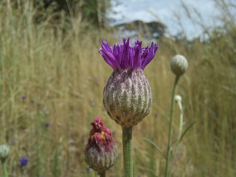 Crystallopollen serratuloides photo 6