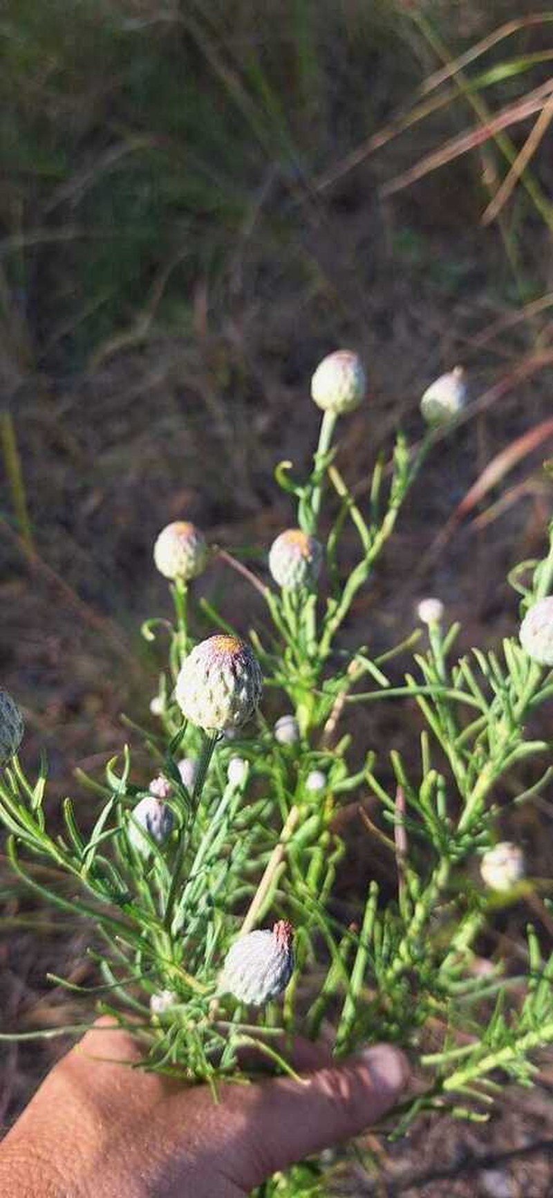 Crystallopollen serratuloides photo 7