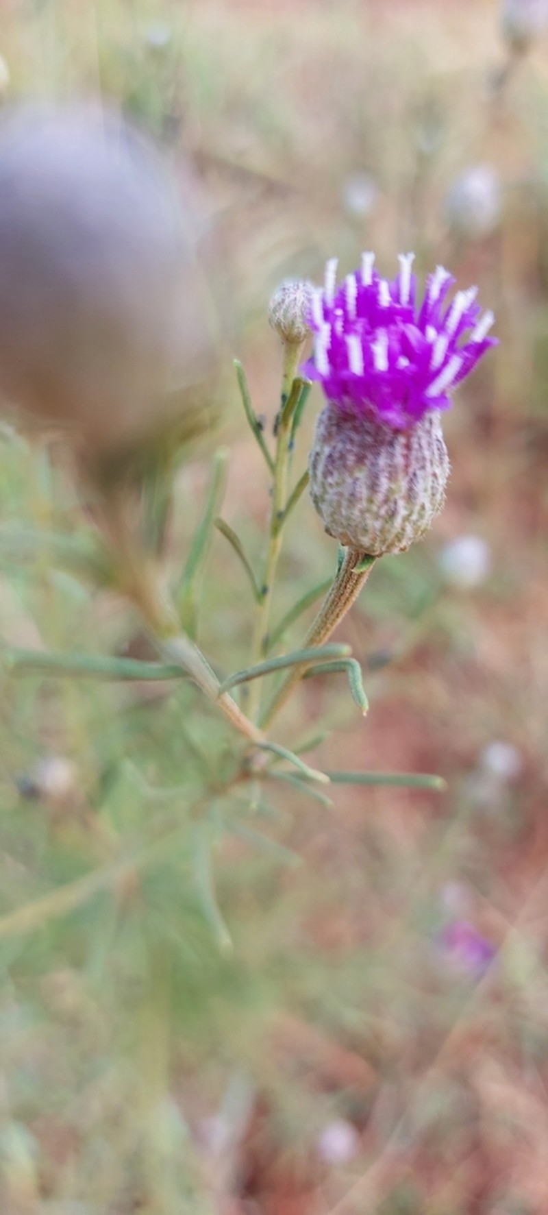 Crystallopollen serratuloides photo 8