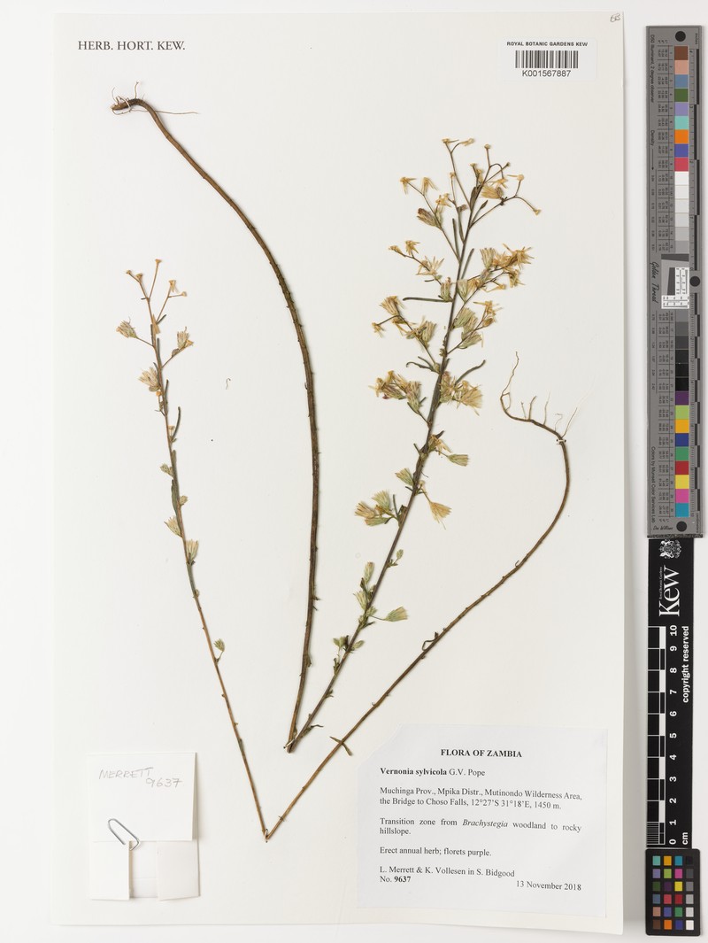 Crystallopollen sylvicola