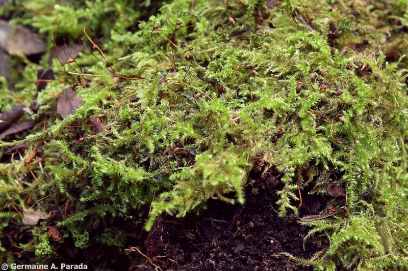 Ctenidium Moss