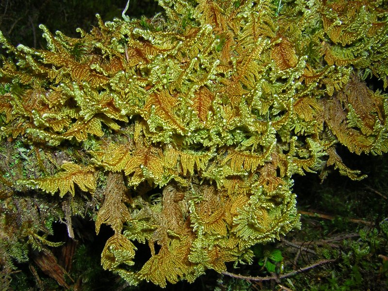 Mollusc Ctenidium Moss