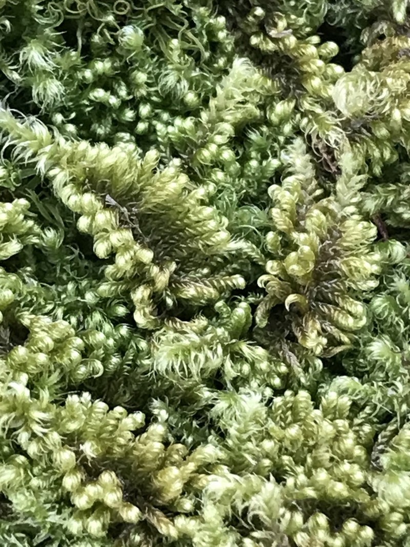 Mollusc Ctenidium Moss