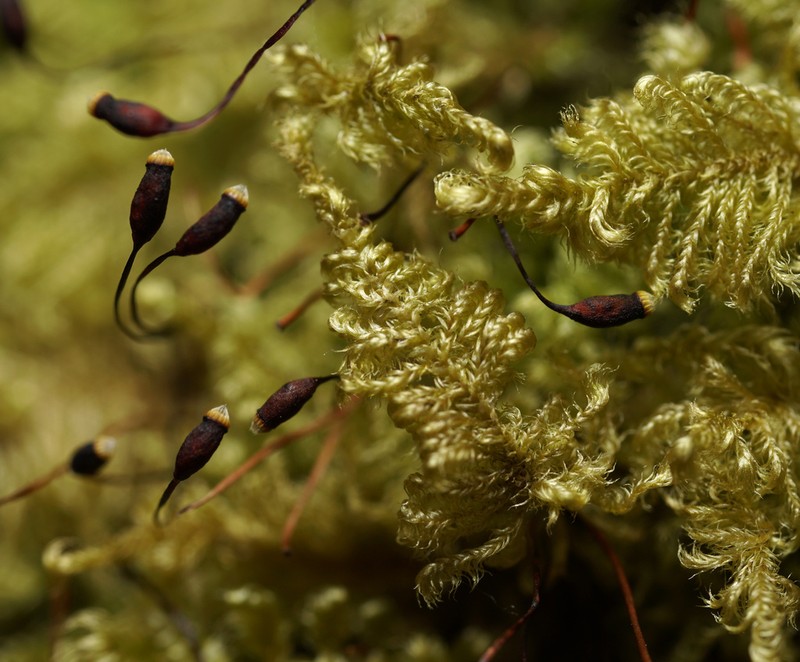 Mollusc Ctenidium Moss photo 2