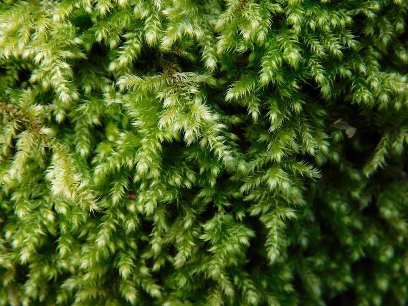 Mollusc Ctenidium Moss photo 3