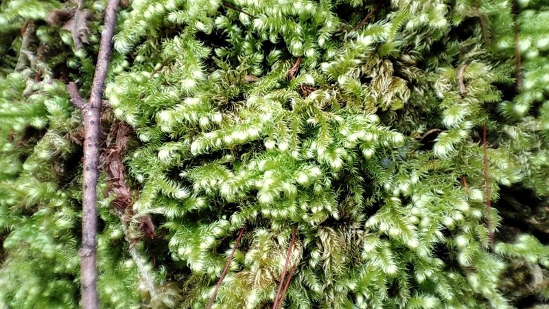 Mollusc Ctenidium Moss photo 4