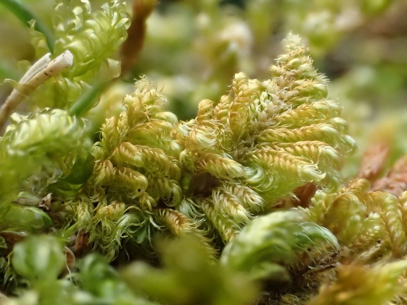 Mollusc Ctenidium Moss photo 5