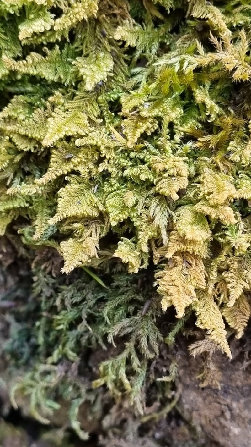 Mollusc Ctenidium Moss photo 6