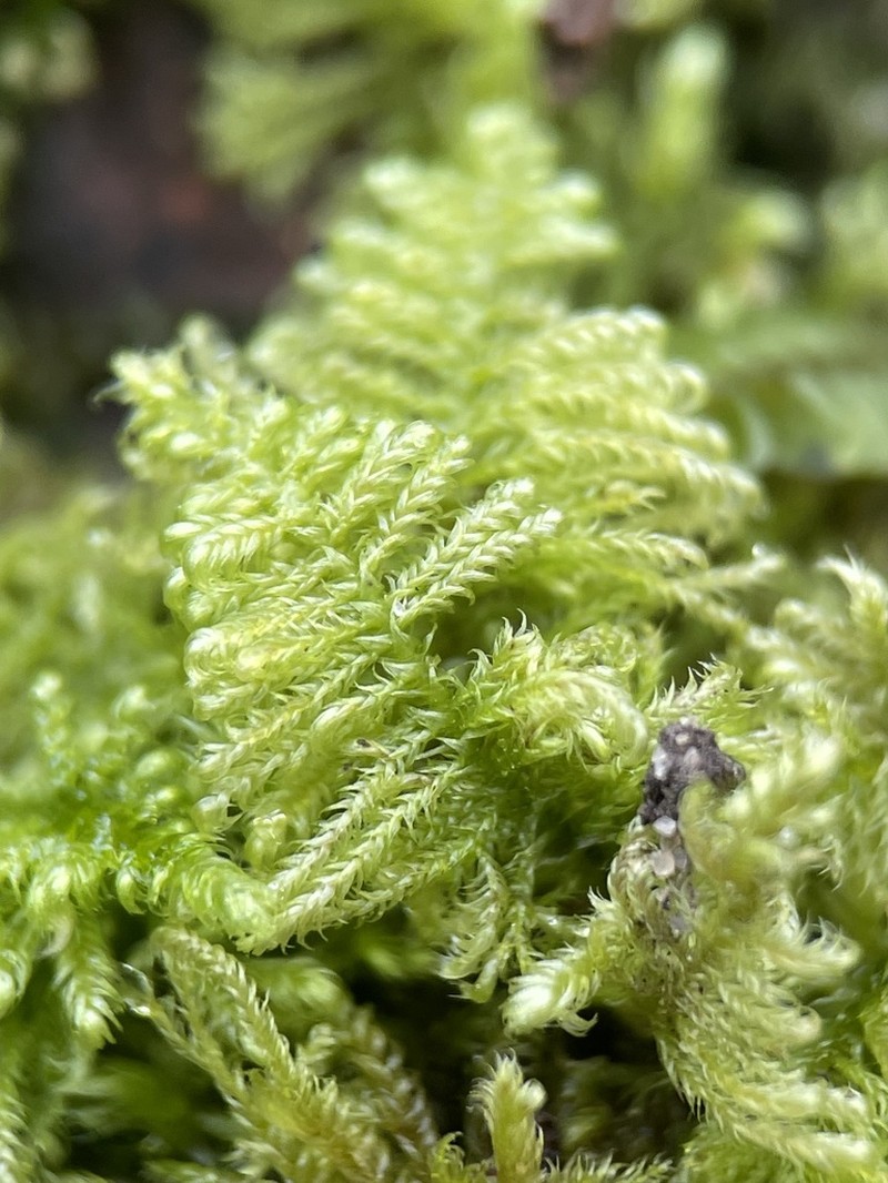 Mollusc Ctenidium Moss photo 7