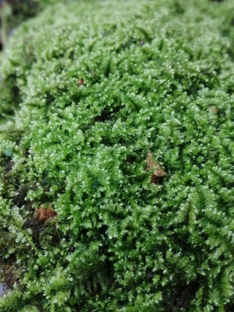 Mollusc Ctenidium Moss photo 8