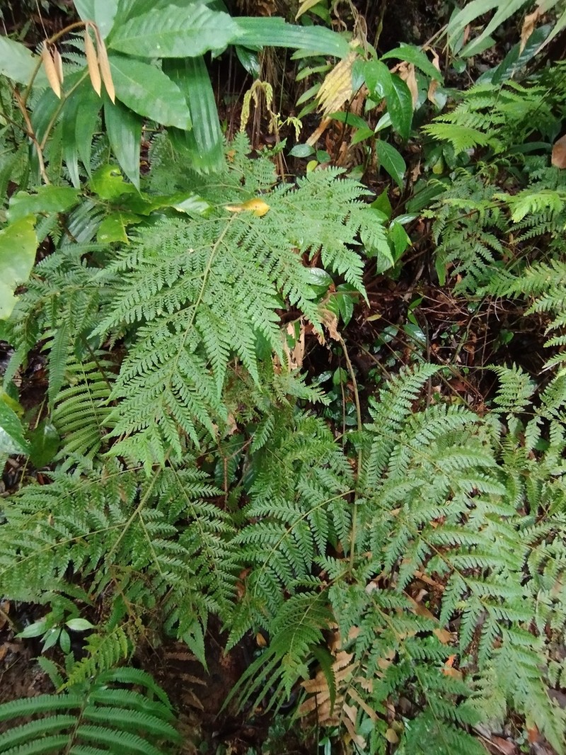 Ctenitis alteroblumei