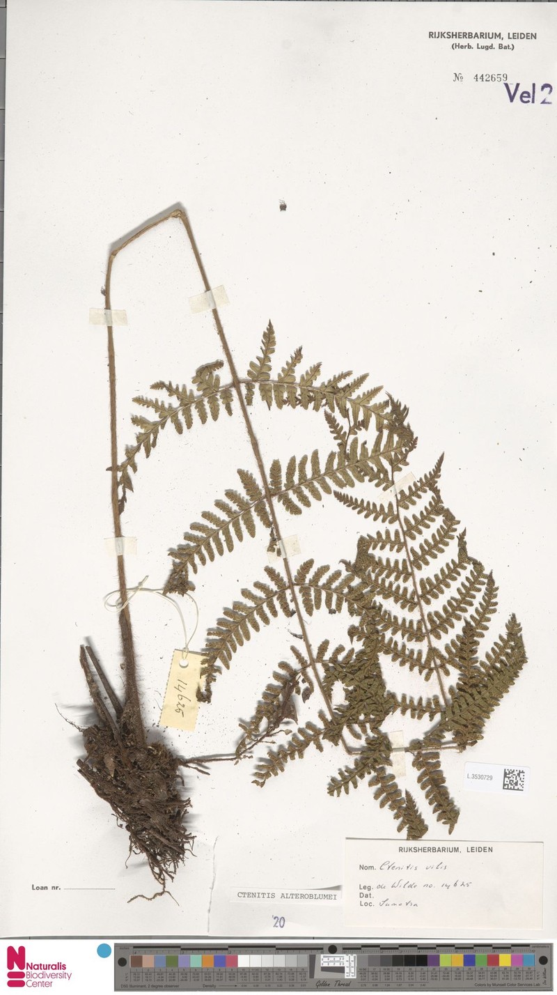 Ctenitis alteroblumei photo 3