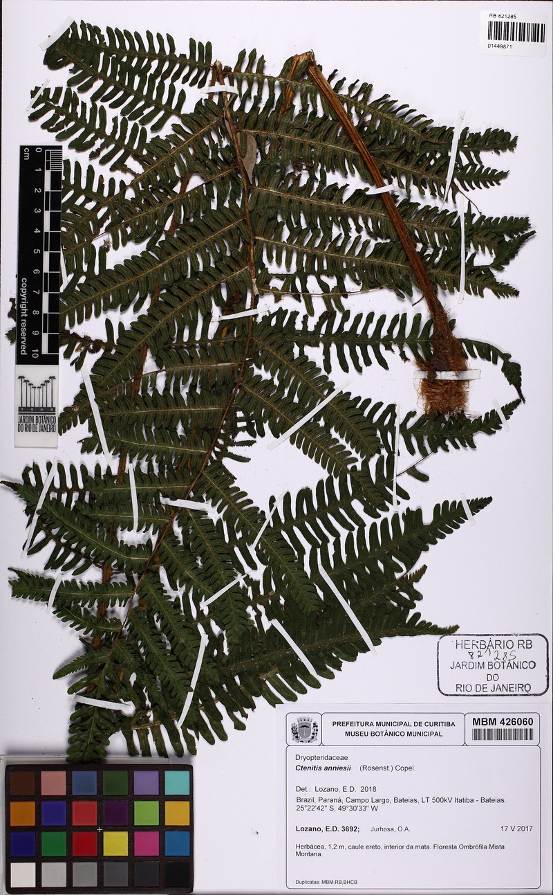 Ctenitis anniesii