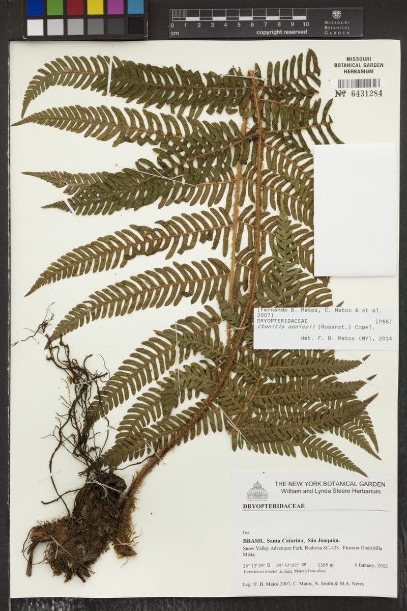 Ctenitis anniesii photo 2