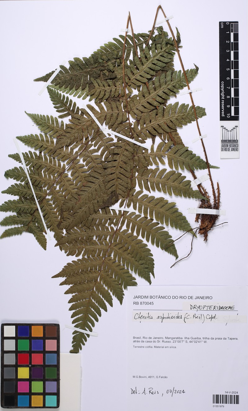 Ctenitis aspidioides