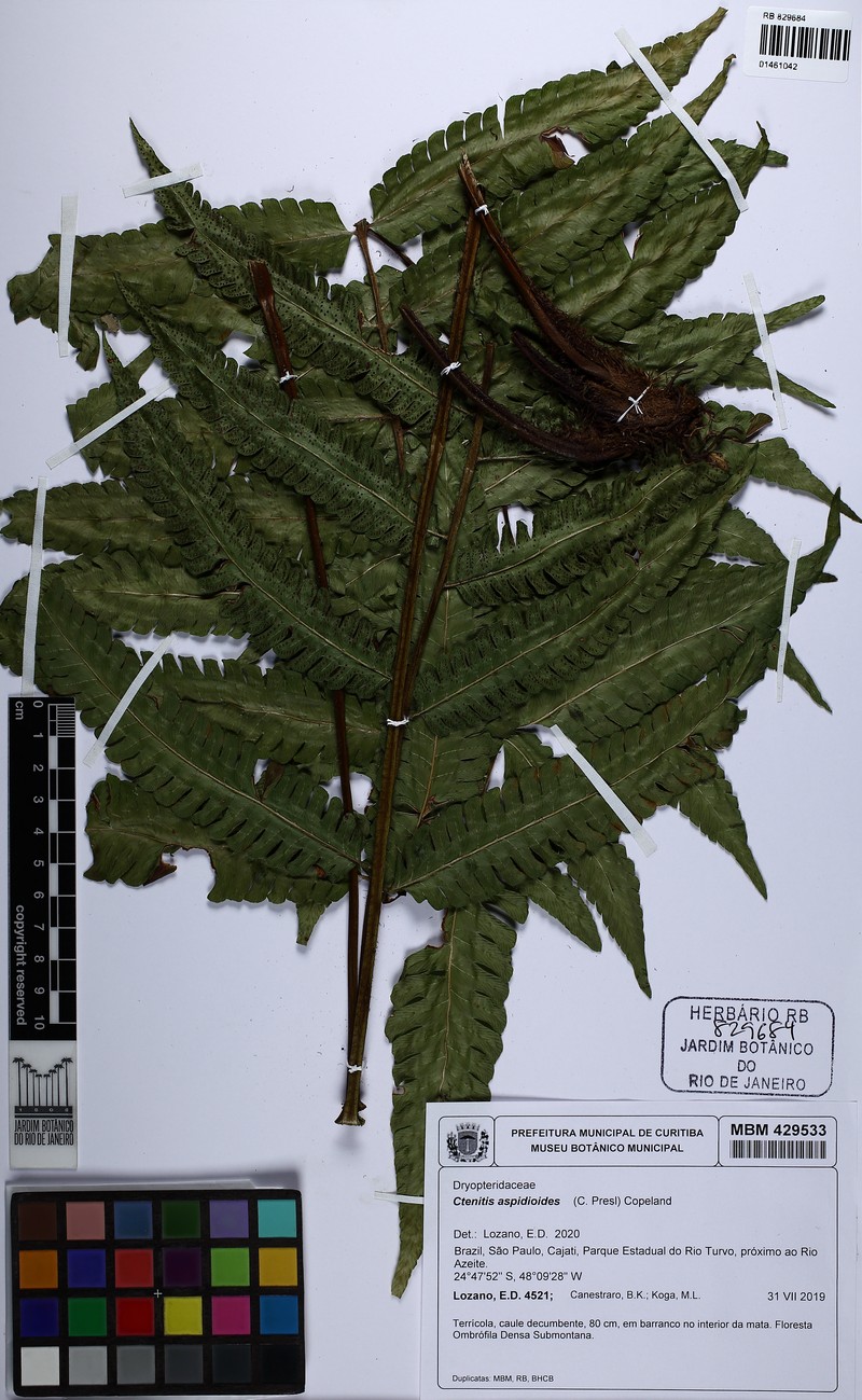 Ctenitis aspidioides photo 2