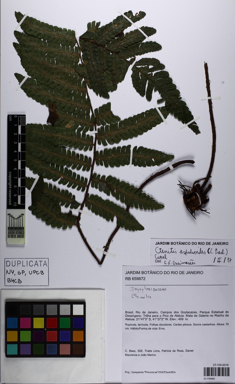 Ctenitis aspidioides photo 3