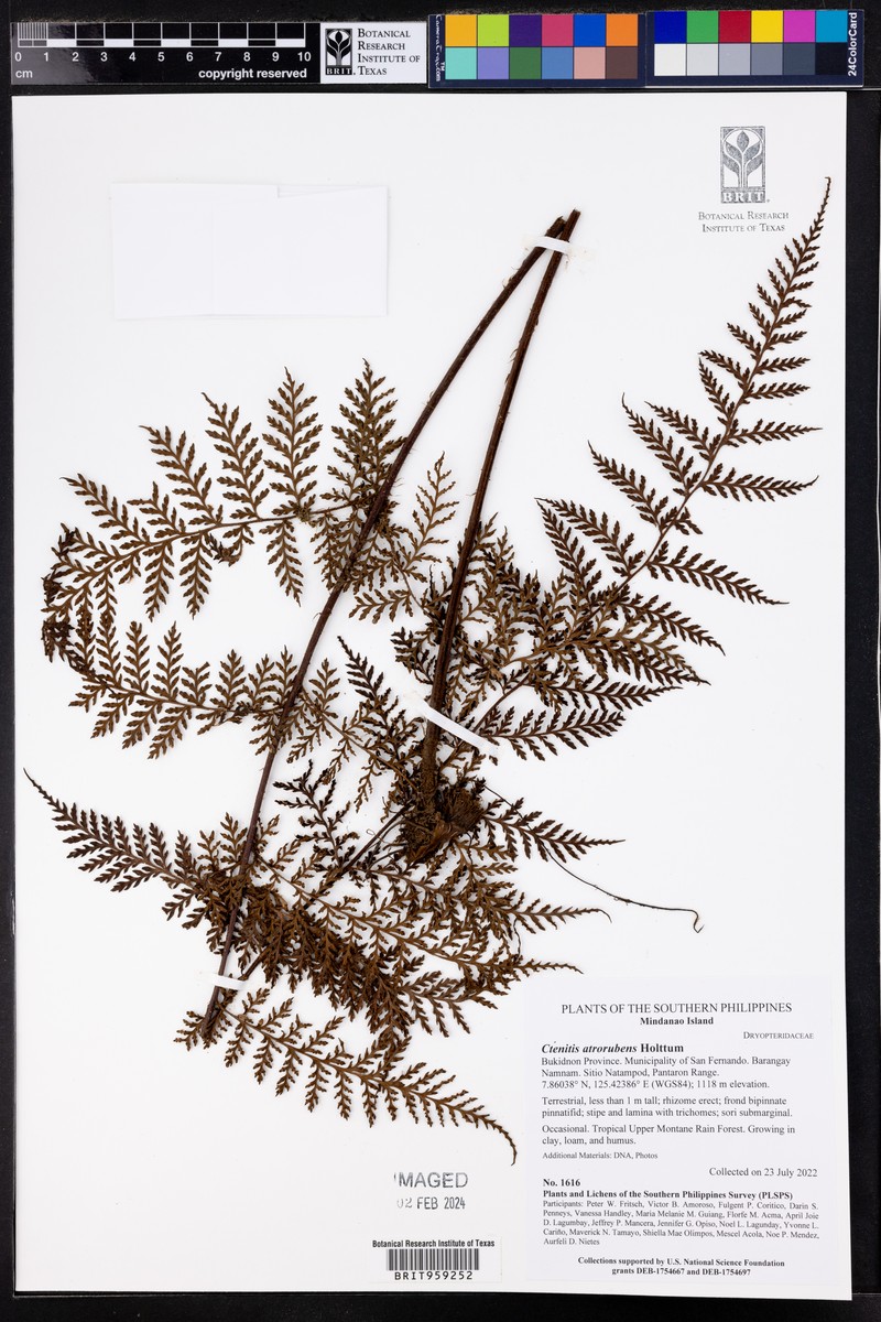Ctenitis atrorubens