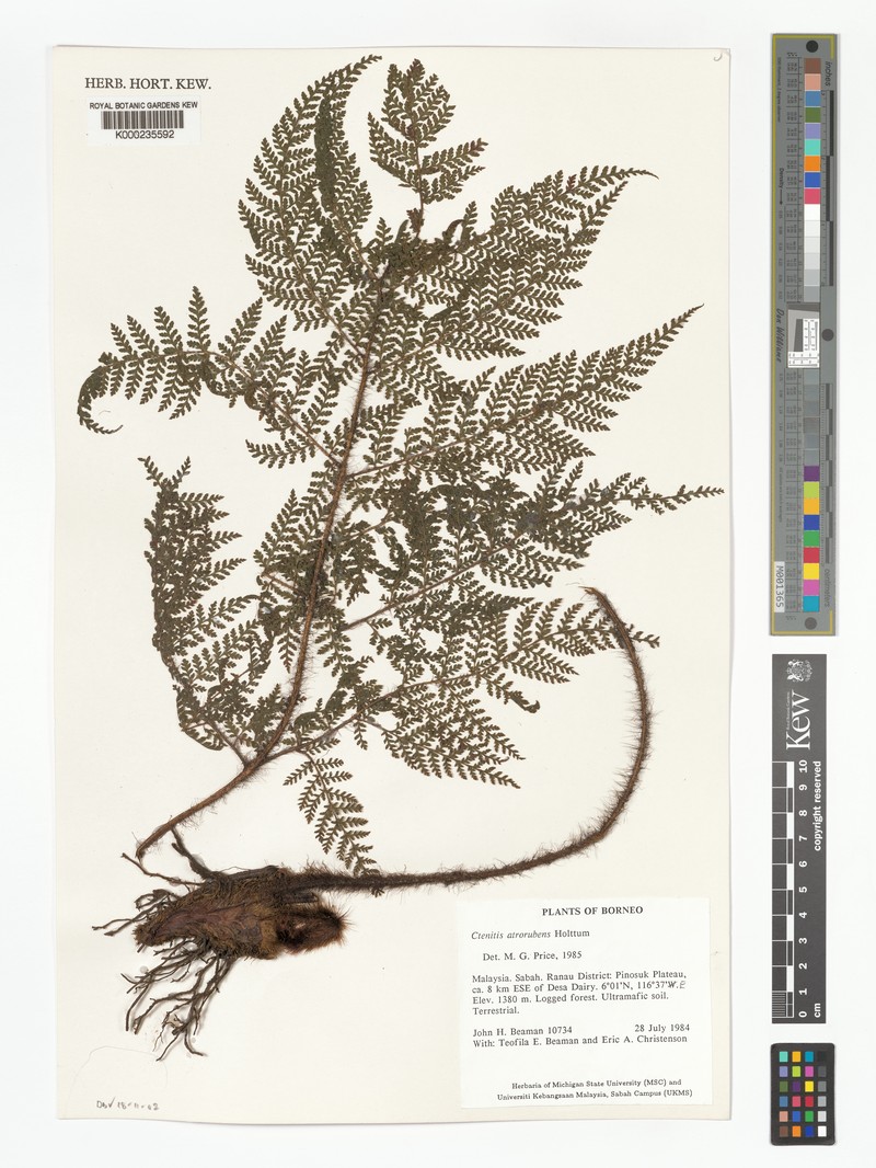 Ctenitis atrorubens photo 2