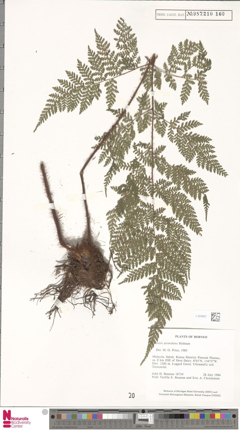 Ctenitis atrorubens photo 3