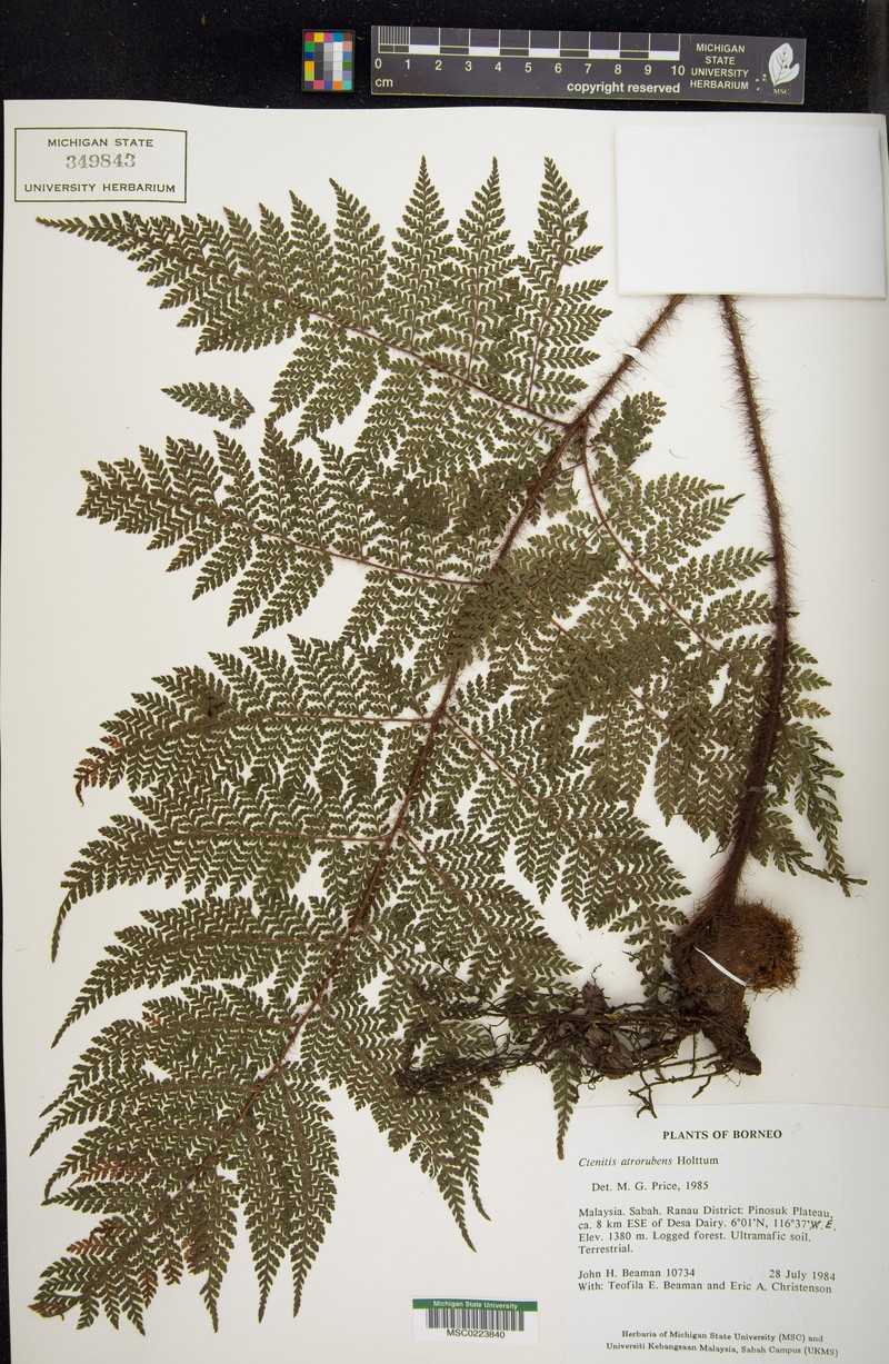 Ctenitis atrorubens photo 4