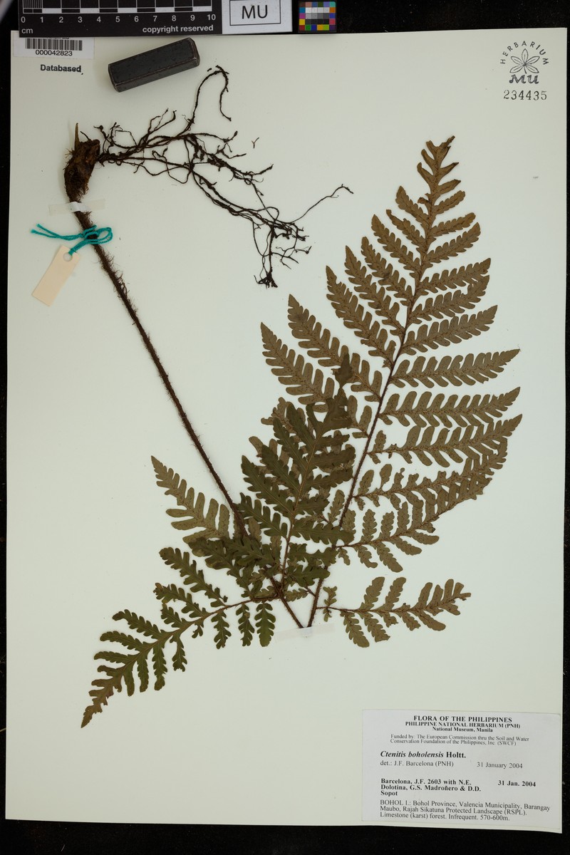 Ctenitis boholensis