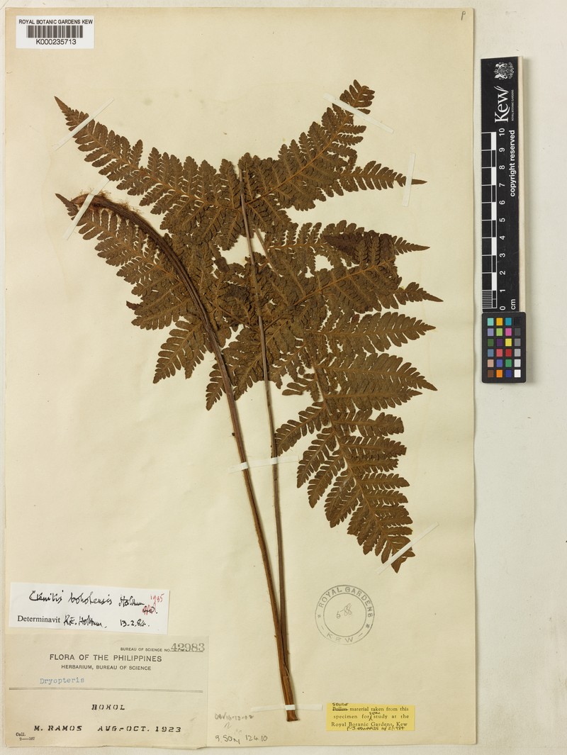 Ctenitis boholensis photo 2