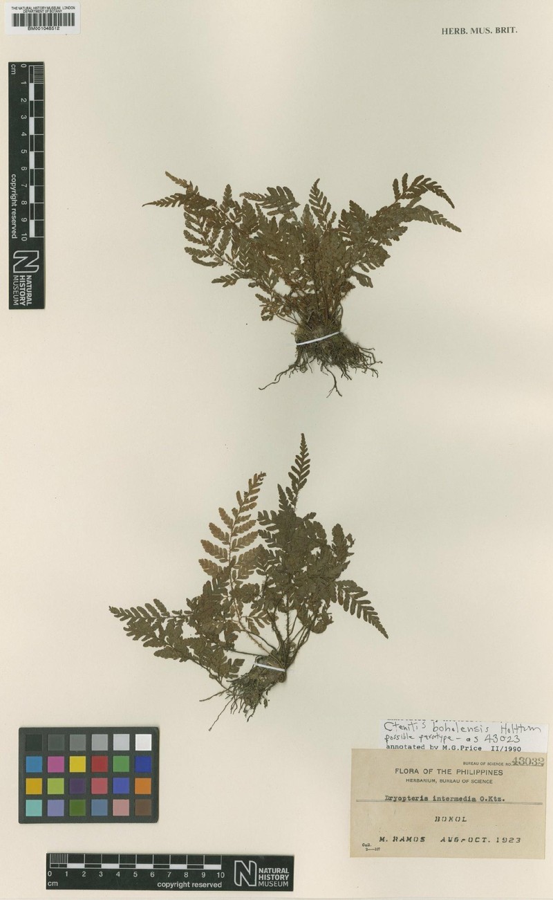 Ctenitis boholensis photo 3