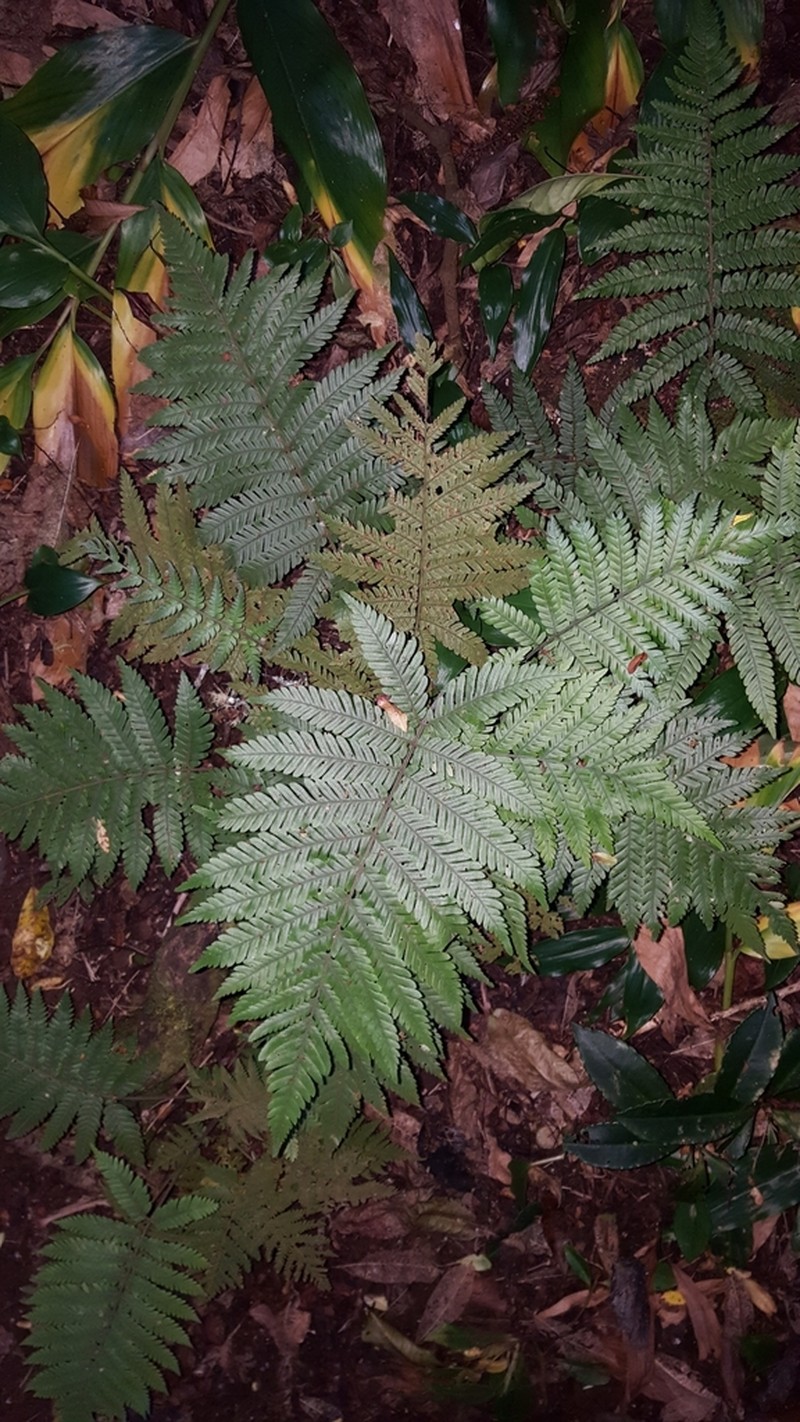 Ctenitis borbonica