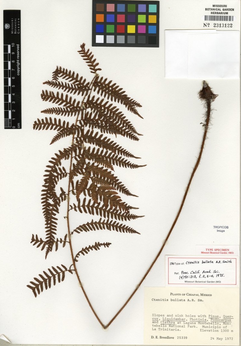 Ctenitis bullata