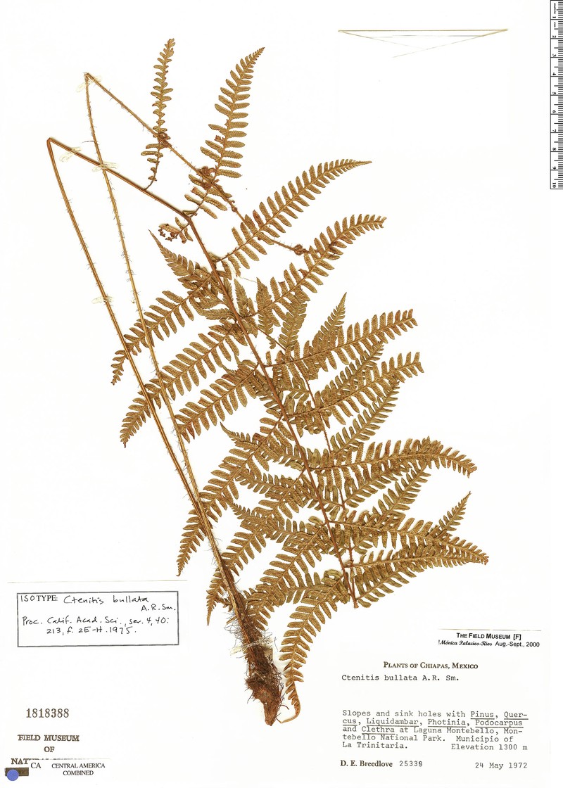 Ctenitis bullata photo 2