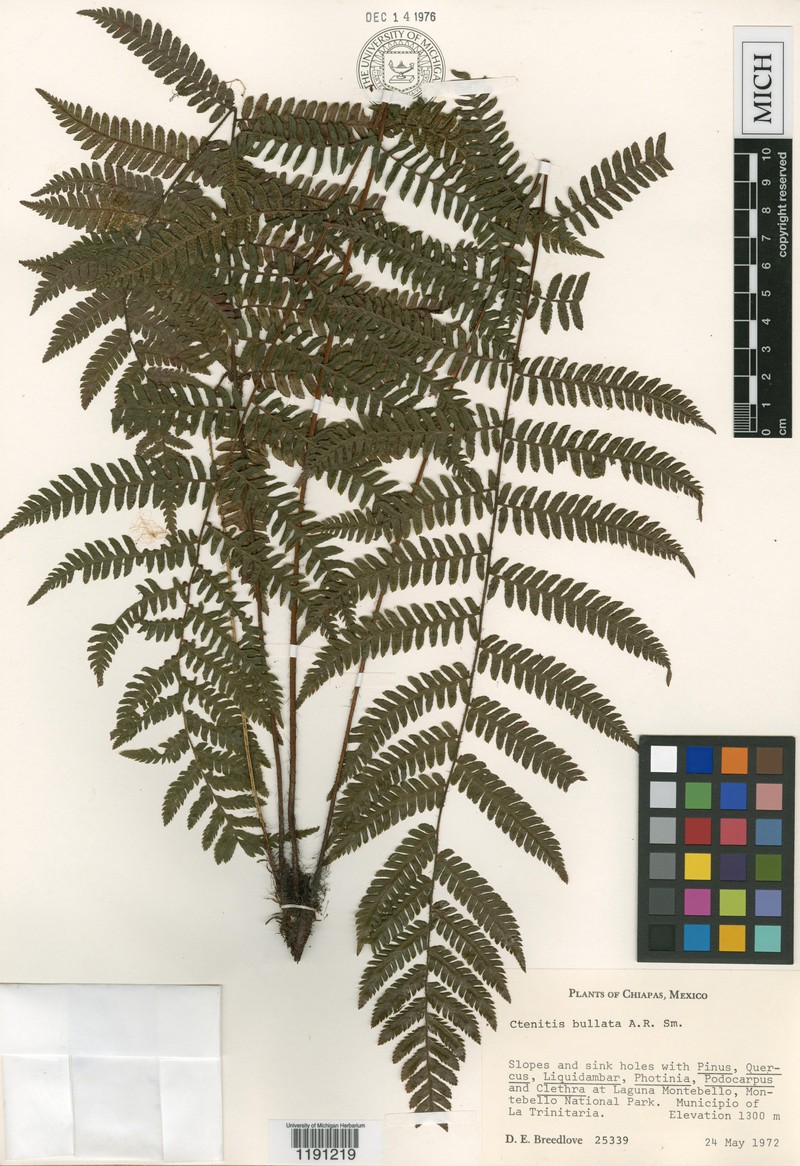 Ctenitis bullata photo 3