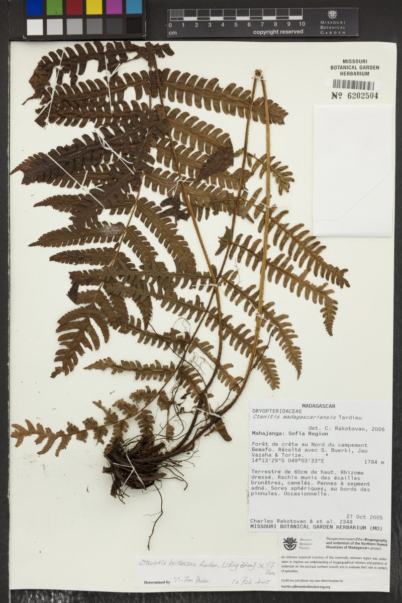 Ctenitis bullescens
