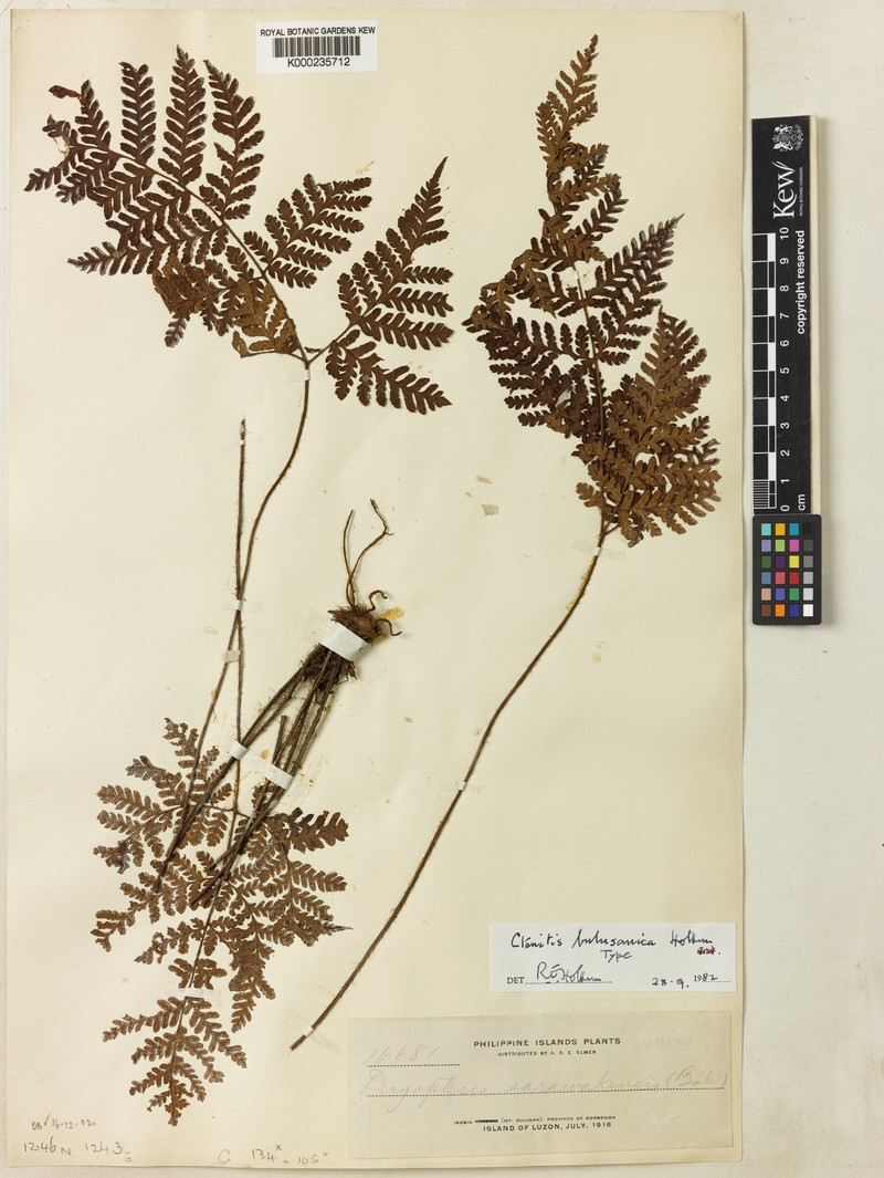 Ctenitis bulusanica photo 2