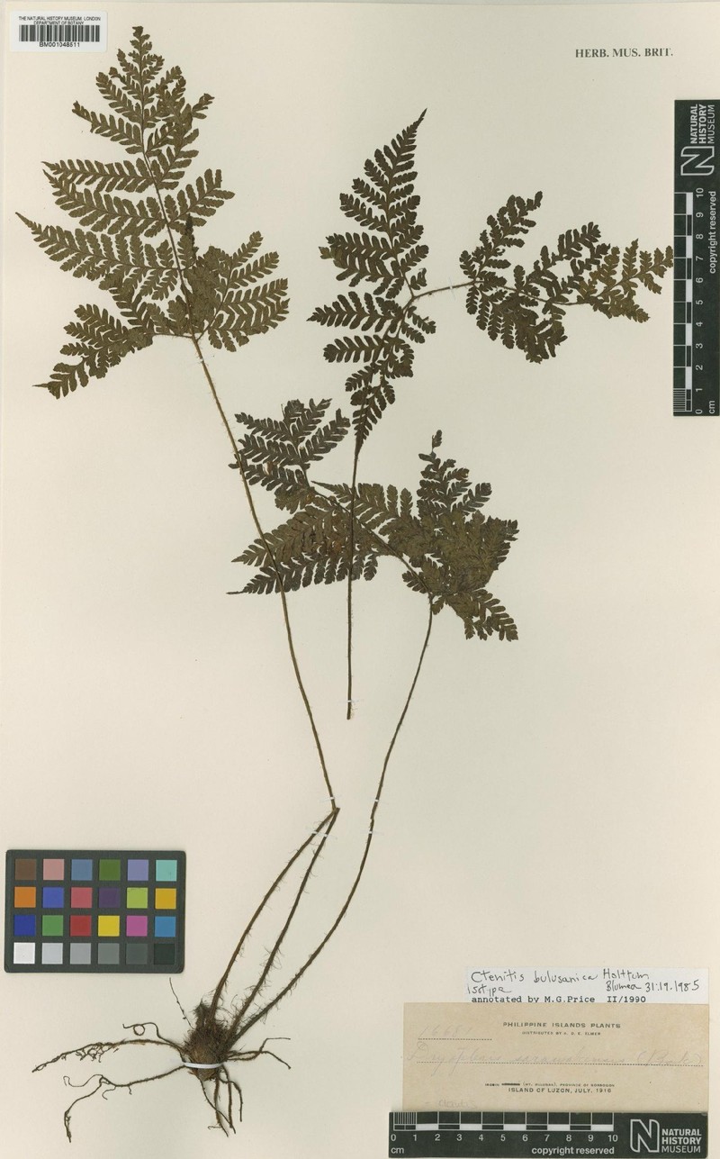 Ctenitis bulusanica photo 3