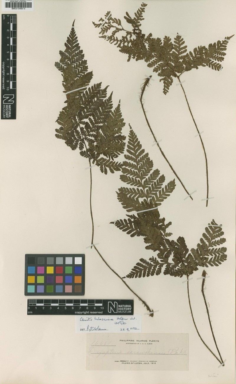 Ctenitis bulusanica photo 4