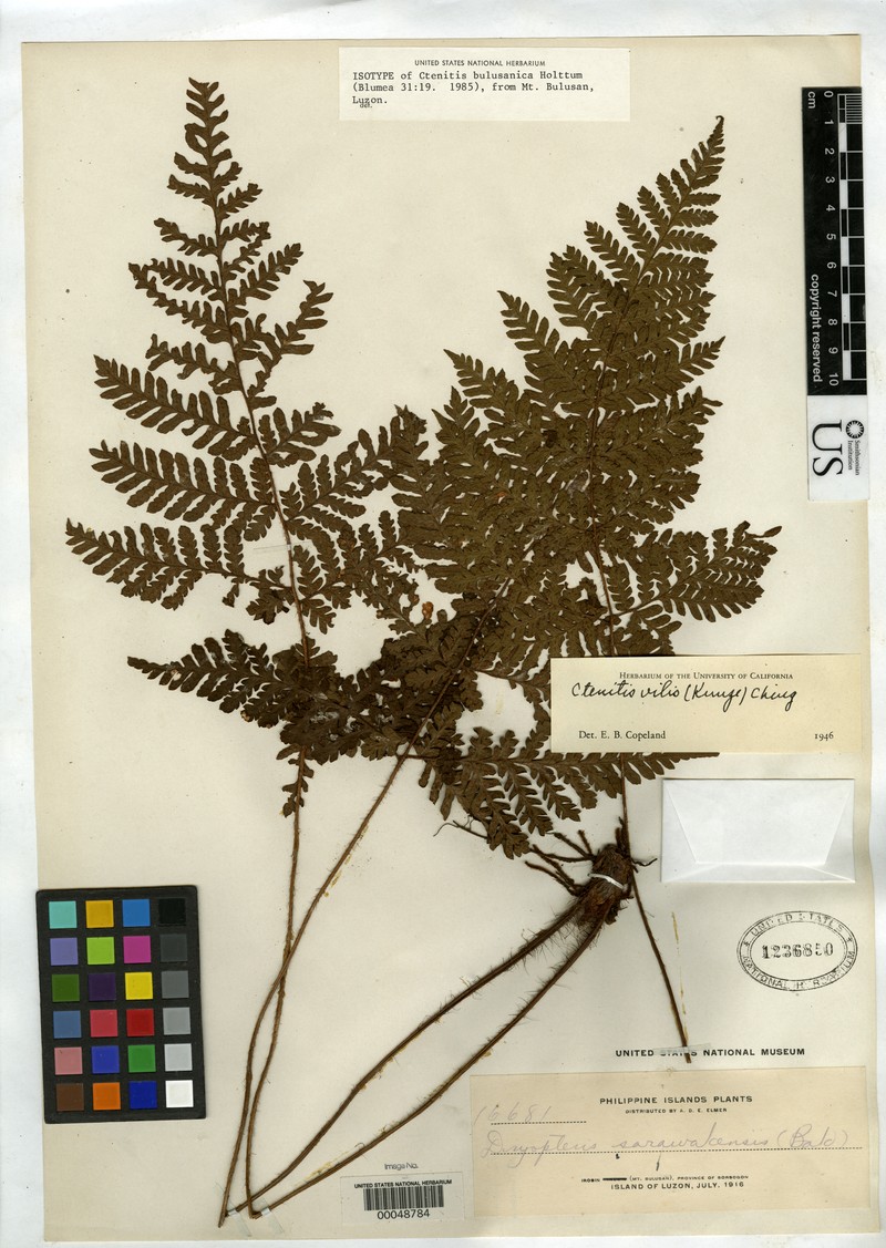 Ctenitis bulusanica