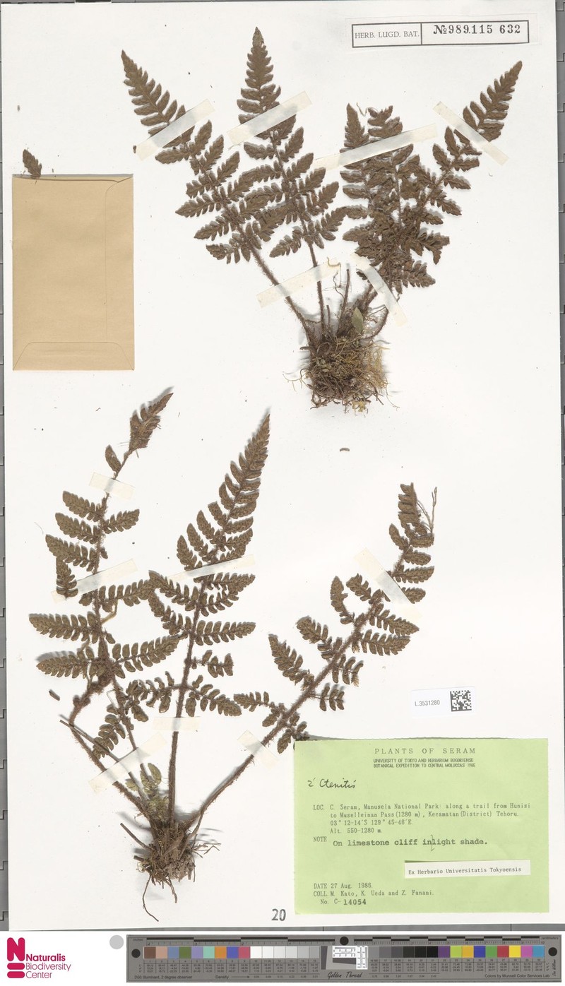 Ctenitis calcicola