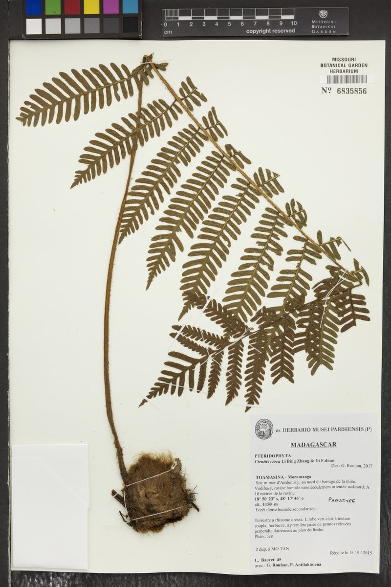 Ctenitis cerea