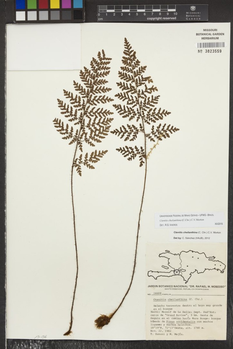 Ctenitis cheilanthina