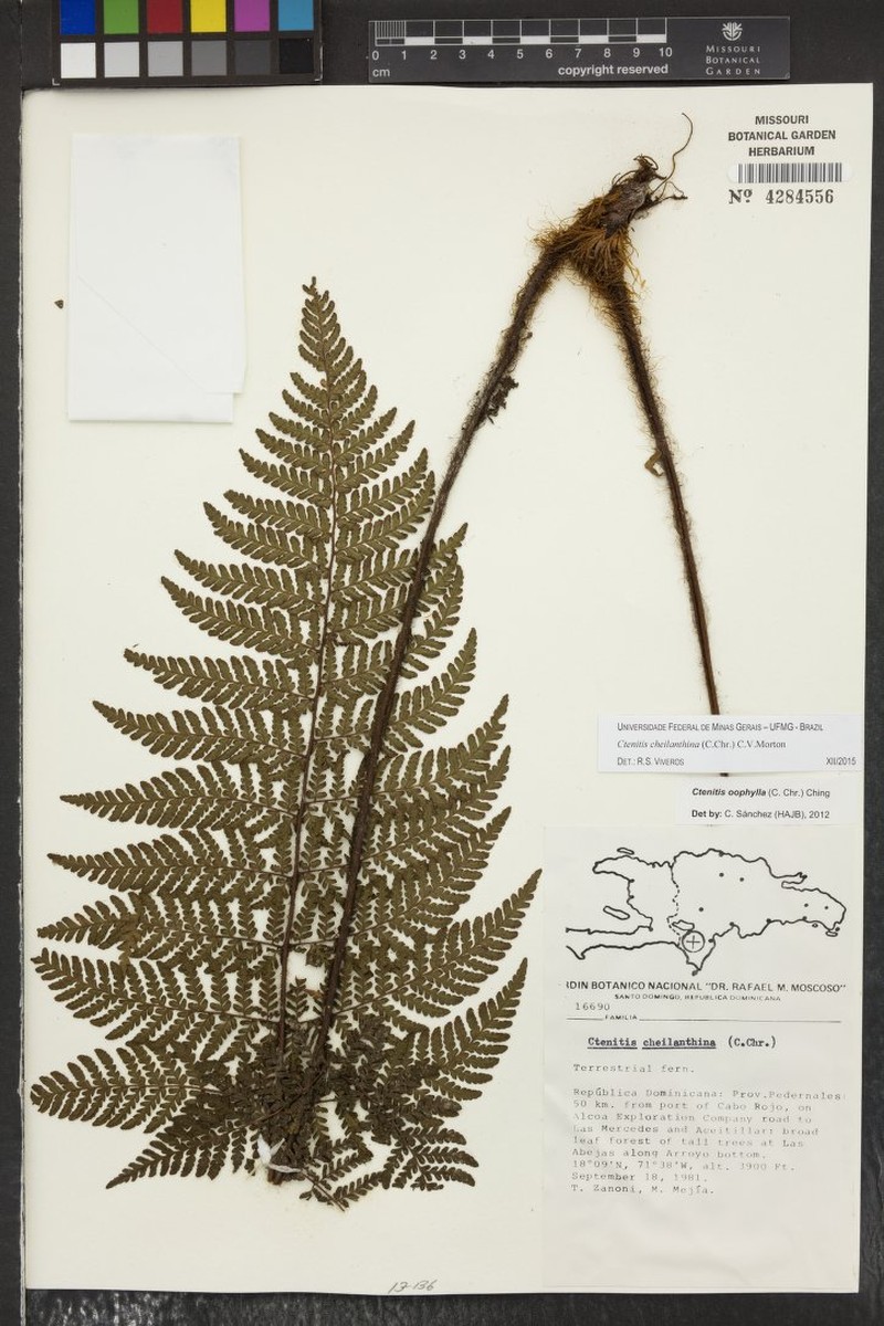 Ctenitis cheilanthina photo 2