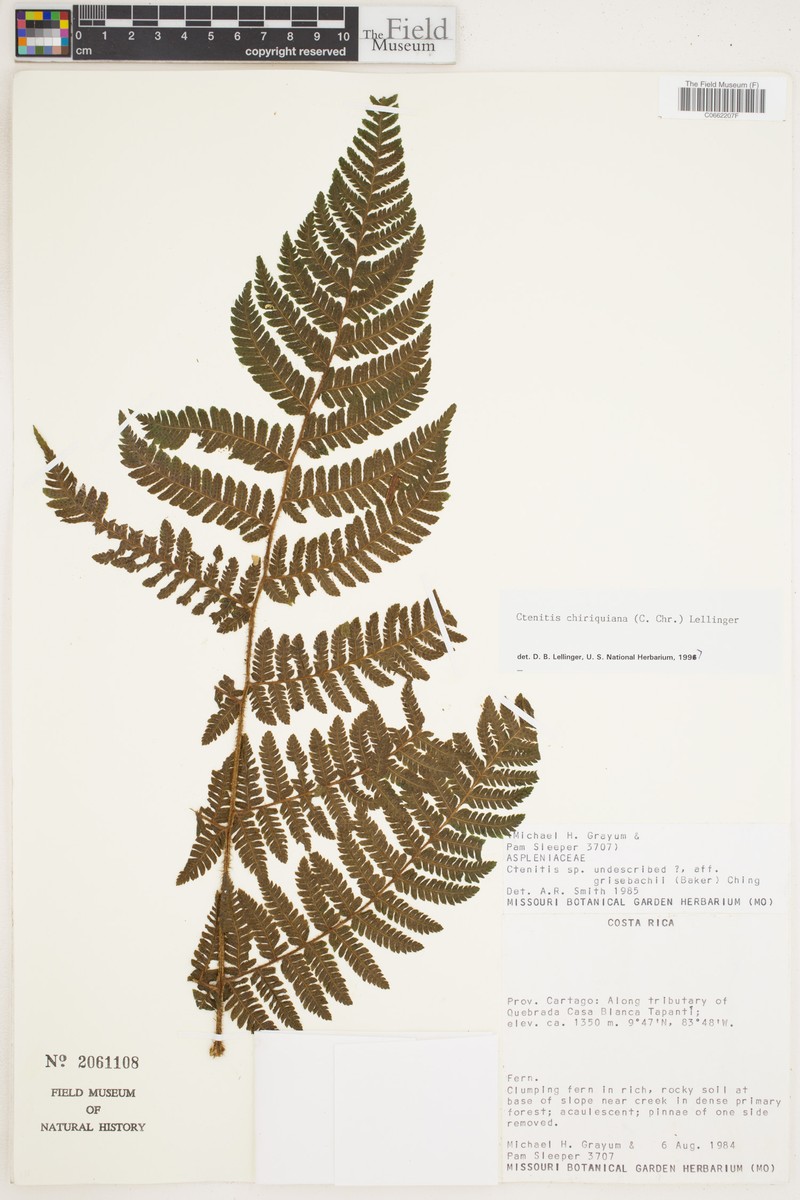 Ctenitis chiriquiana