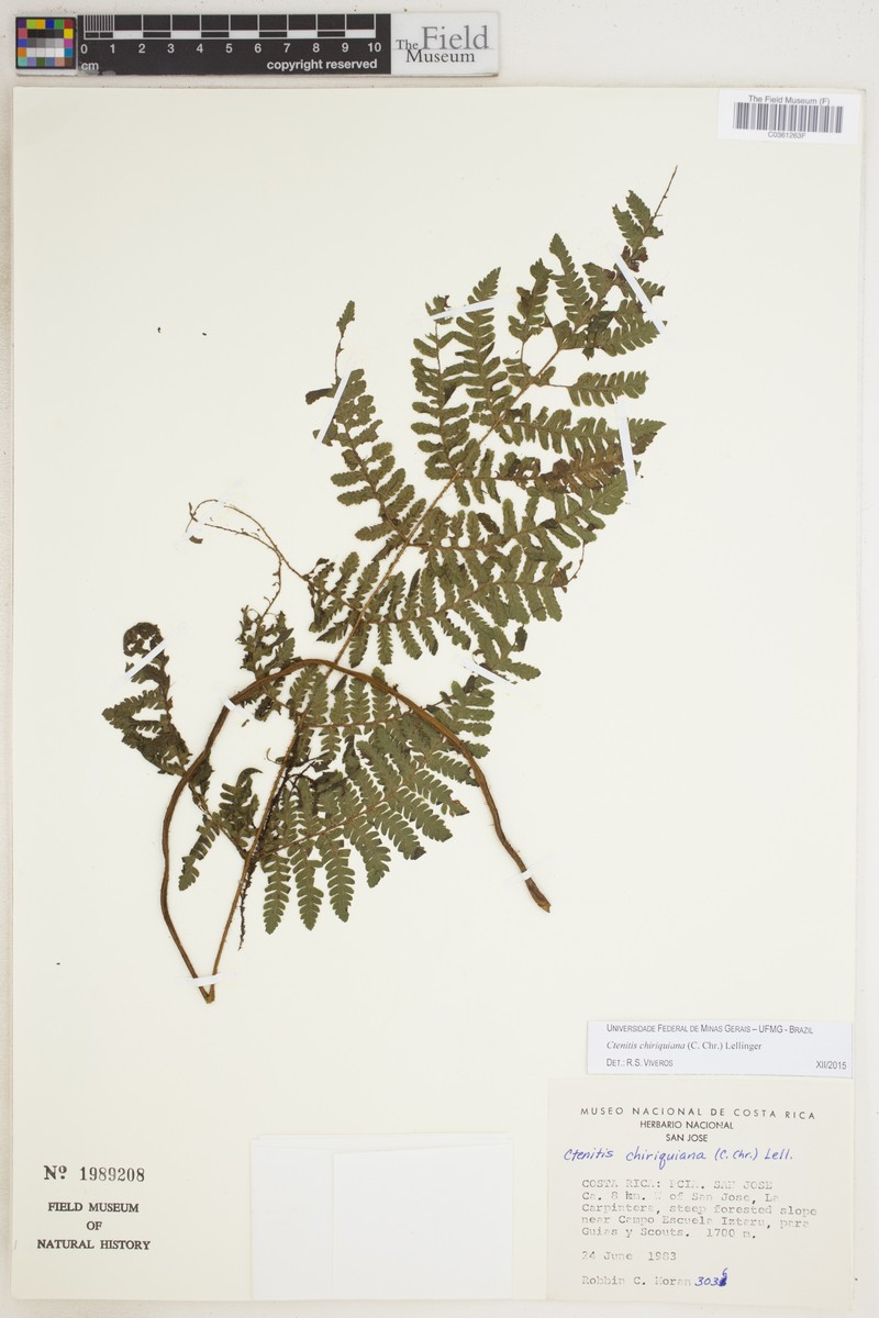 Ctenitis chiriquiana photo 3